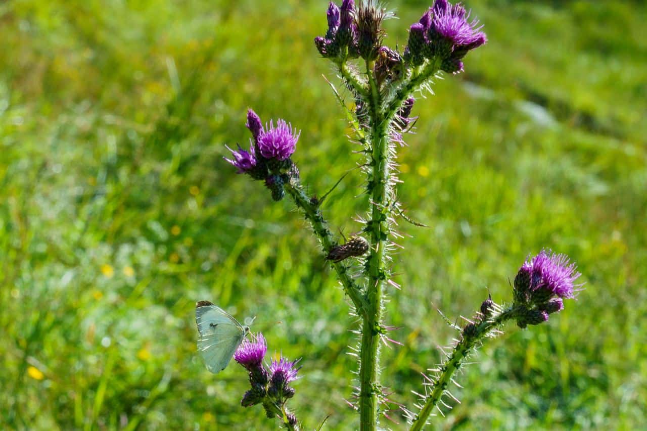 valorizzare-la-biodiversità